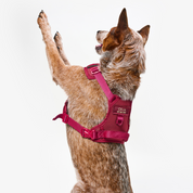 Arnés deportivo BASIC Vinotinto