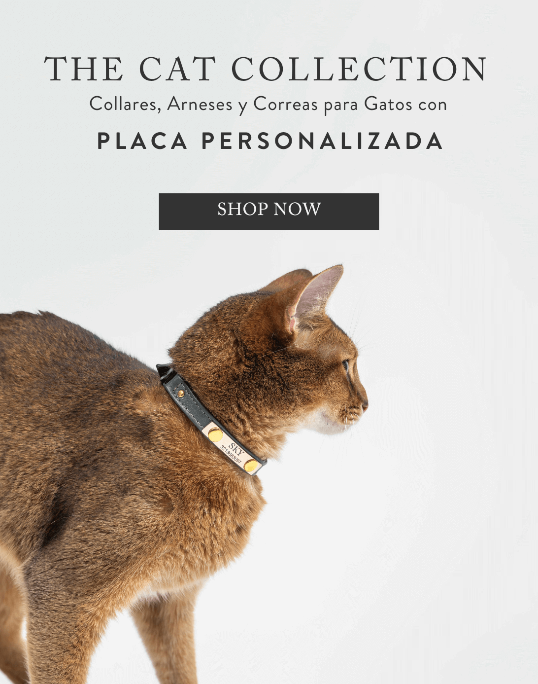 accesorios_para_gatos_feroz_2.png