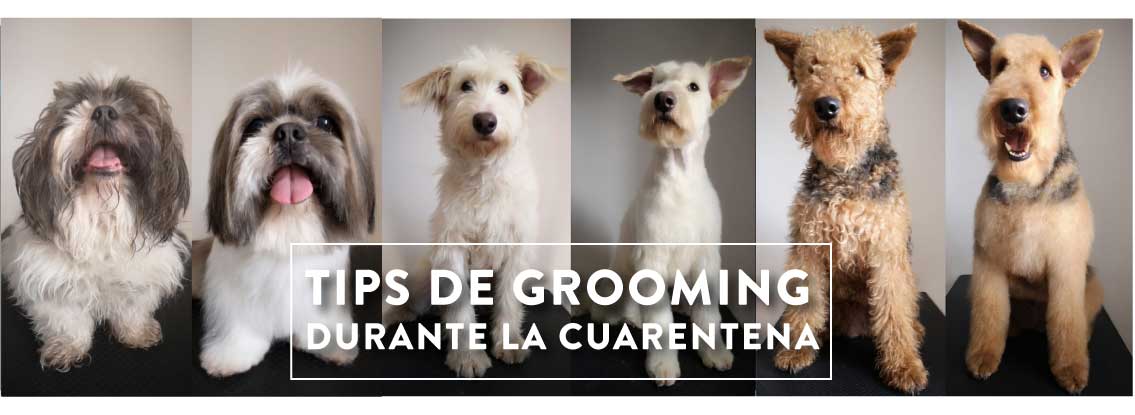 Tips for grooming your pet at home