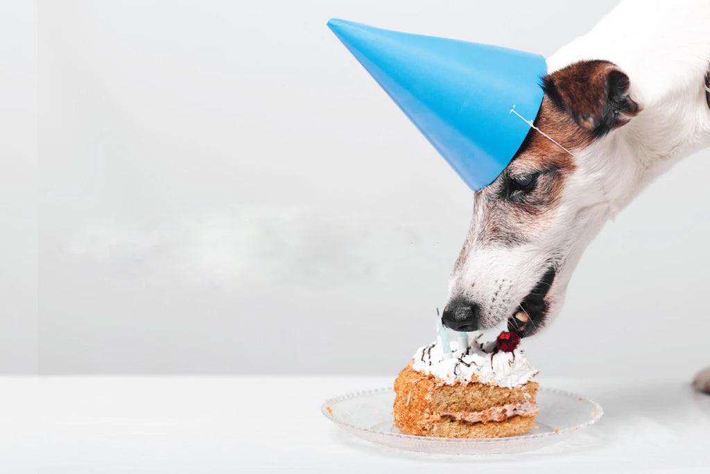 Let's make a cake for dogs!