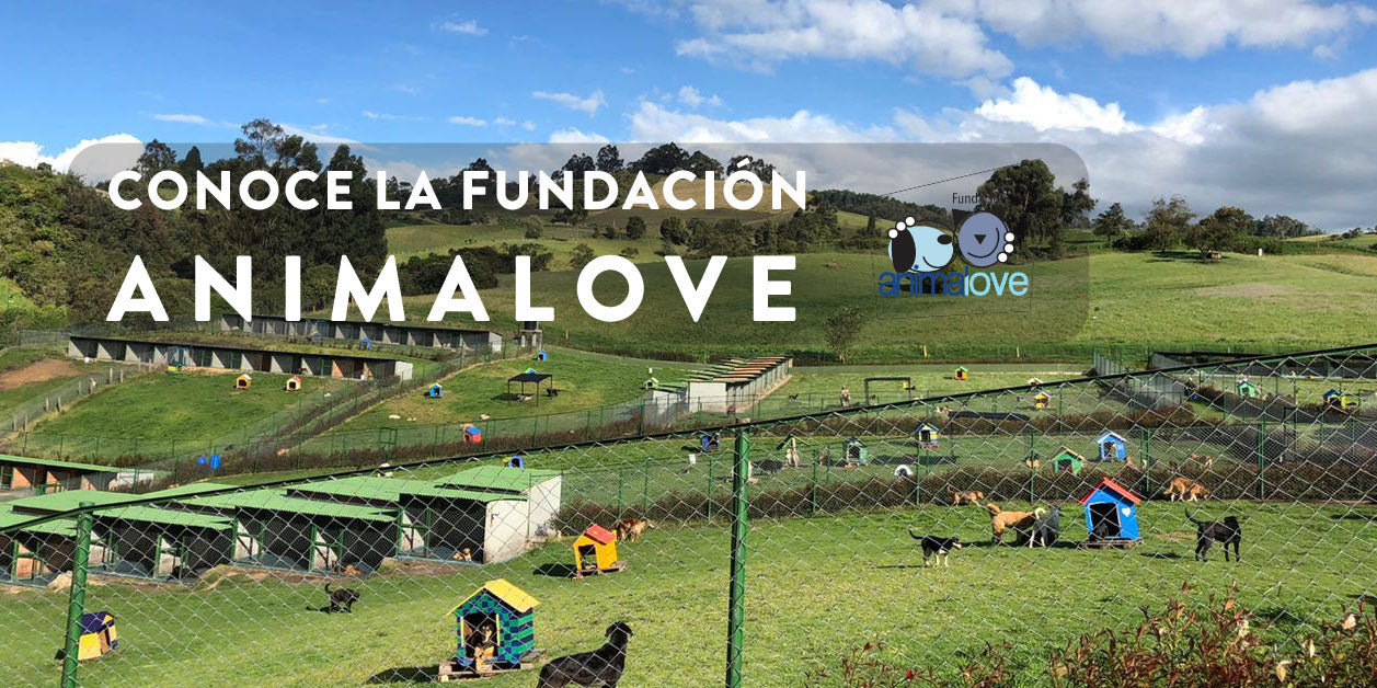Mano a Pata: Supporting pets in need during COVID with the Animalove Foundation.