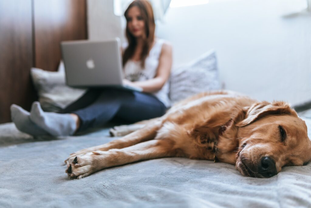 Home Office With Your Pet