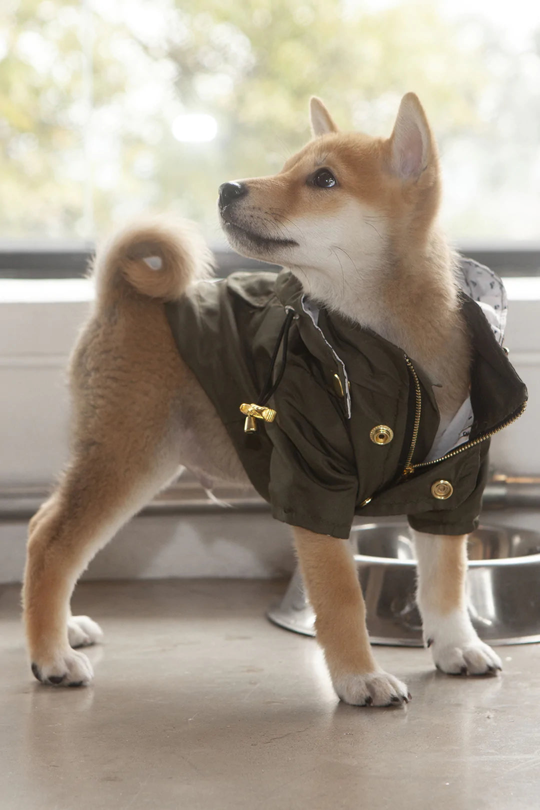 Chaquetas para perros