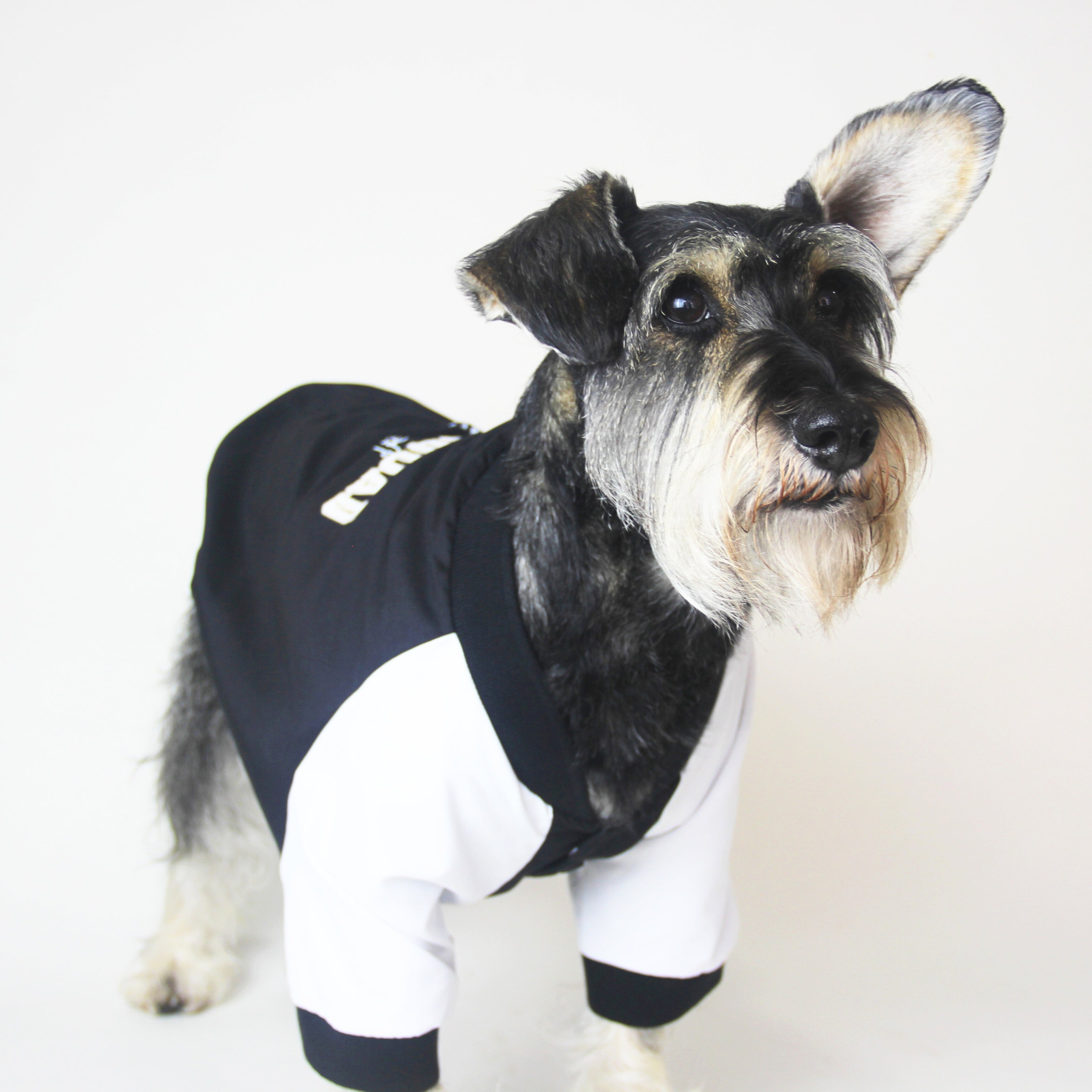 Chaqueta Bomber Para Perro Seven Seven x Feroz