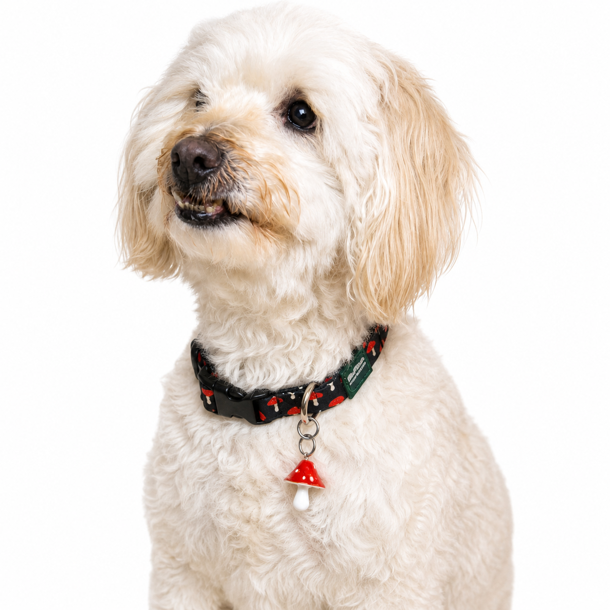 Collar_hongo_1.png