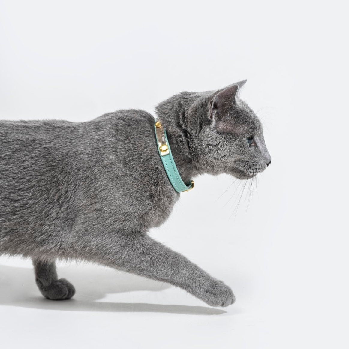 accesorios para mascotas