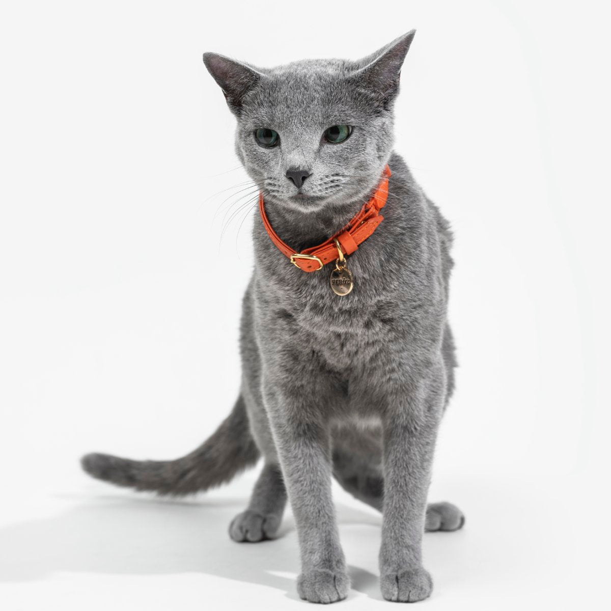Collar Gato Cuero Naranja