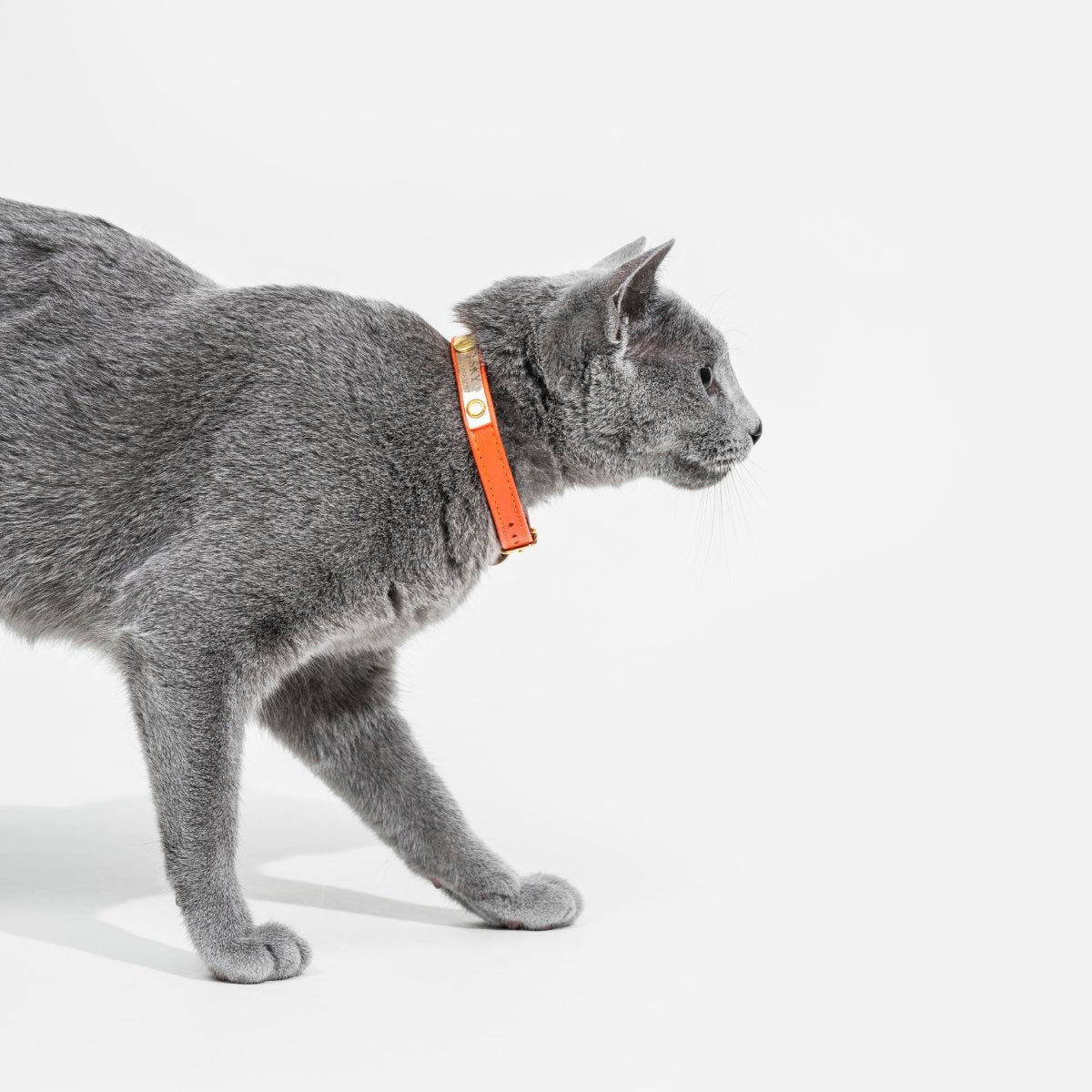 Collar Gato Cuero Naranja