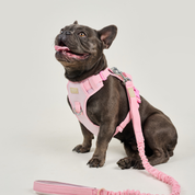 Correa reata expansible BASIC Rosa Palido