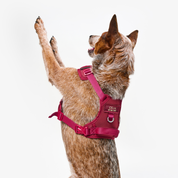 Arnés deportivo BASIC Vinotinto