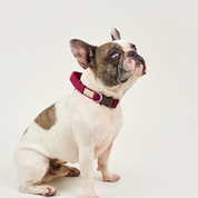 Collar reata BASIC Vinotinto