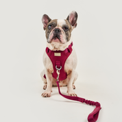 Arnés deportivo BASIC Vinotinto