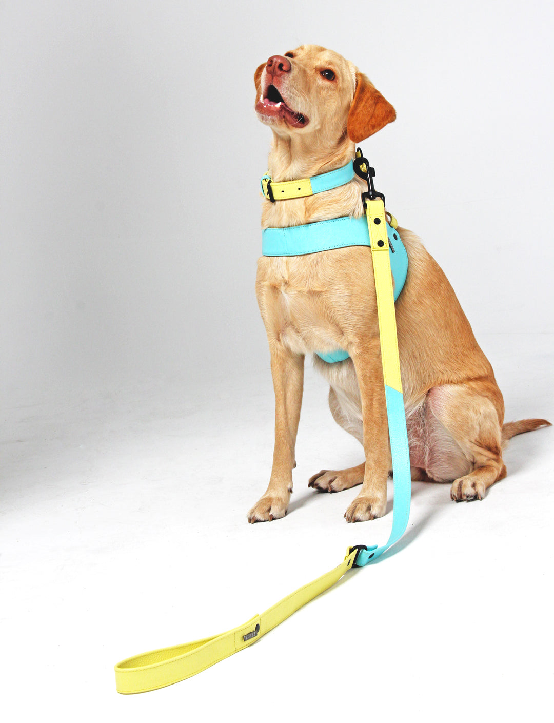 pastly-blue-and-yellow-dog-edit-wr.jpg