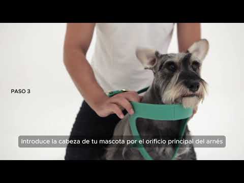 Arnés Para Perro Cuero Turquesa