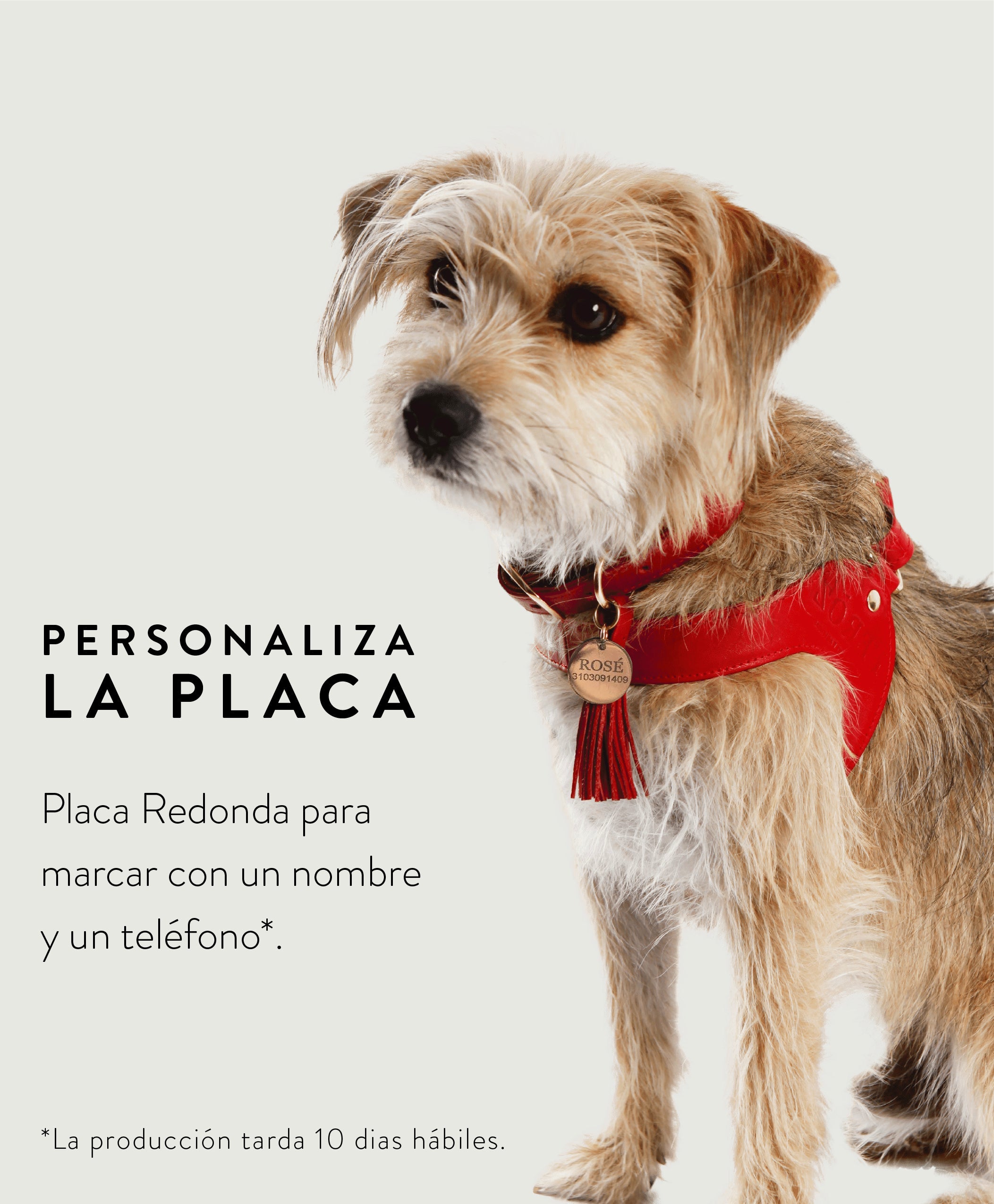 Collar Para Perro Cuero Pastel Lila y Sandia