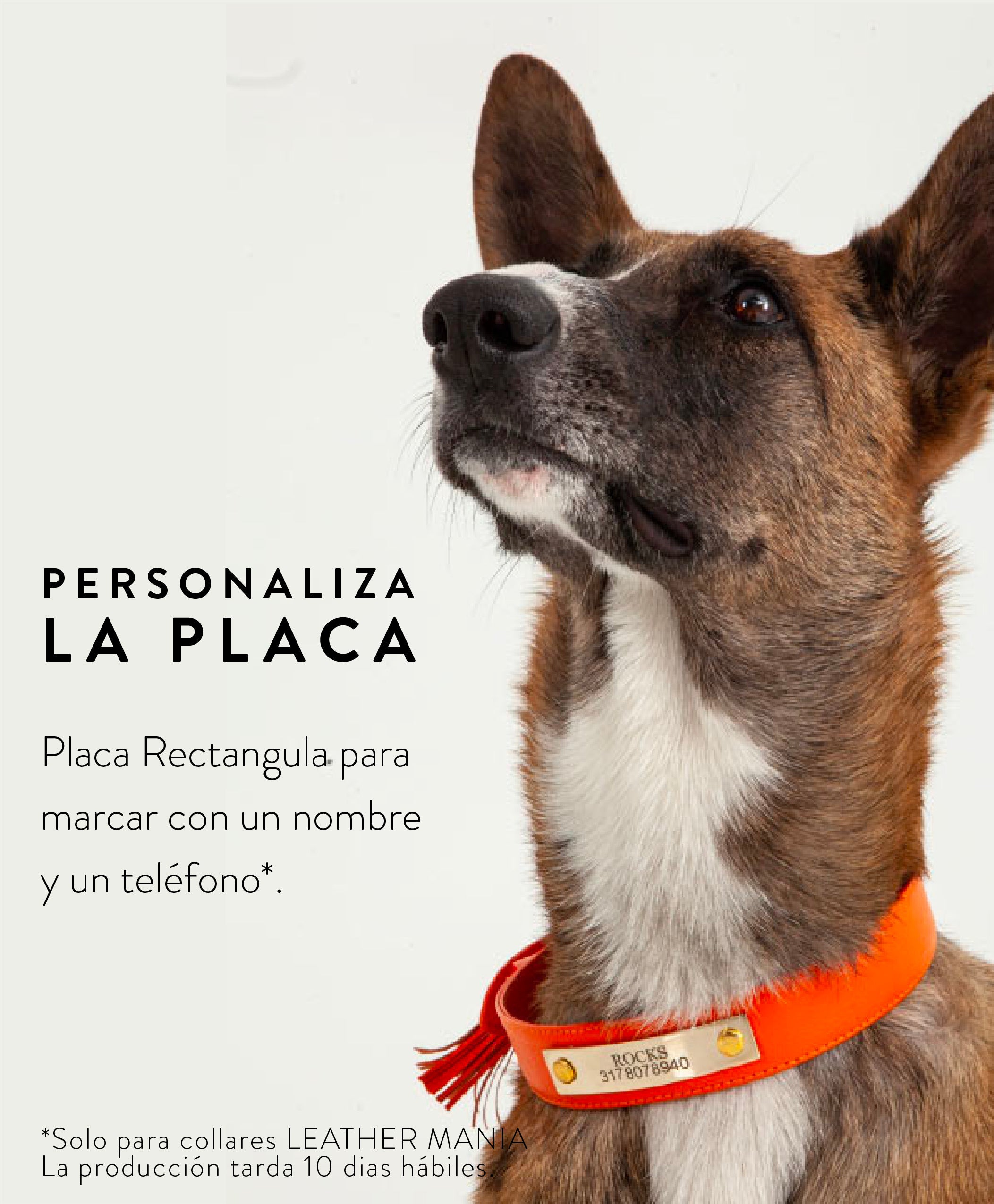Collar Para Perro Cuero Pastel Lila y Sandia