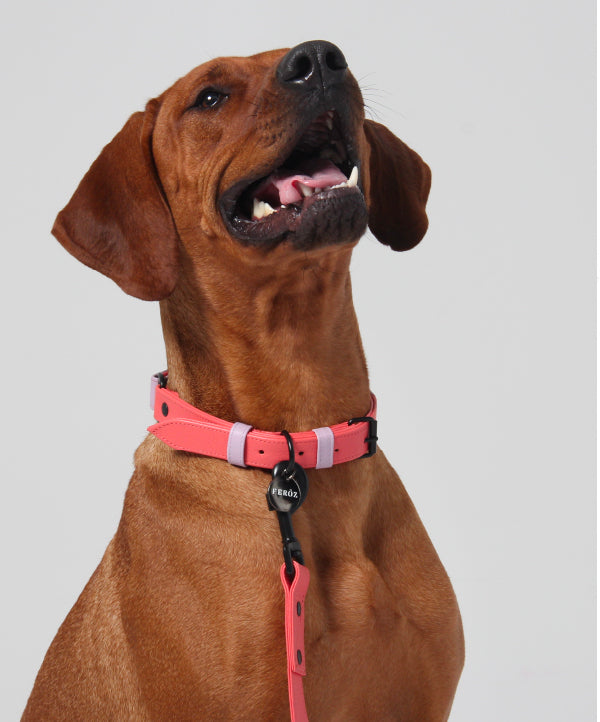 Collar Para Perro Cuero Pastel Lila y Sandia