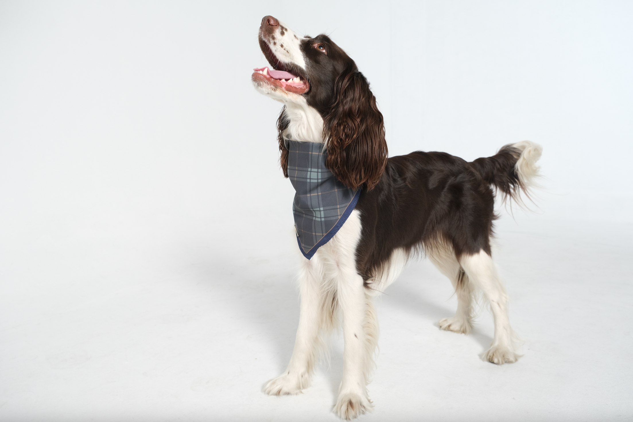 DogBandanaHunterNavy.png