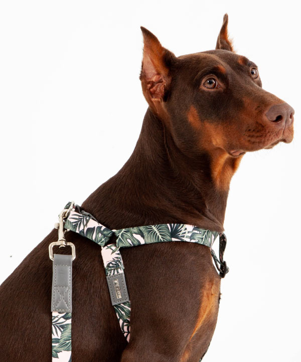 Arnés Para Perro Reata Hojas Rosadas