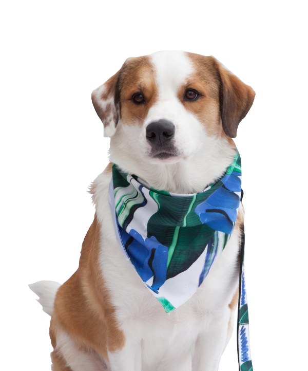 Pañoleta Para Perro y Gato Tropical